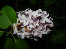 Syringa vulgaris_Lilac (2014, April 24)