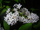Syringa vulgaris_Lilac (2014, April 24)