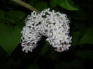 Syringa vulgaris_Lilac (2014, April 24)