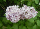 Syringa vulgaris_Lilac (2014, April 27)