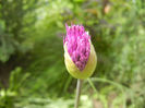 Allium Purple Sensation (2014, April 27)