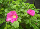 Rosa rugosa (2014, April 25)