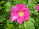 Rosa rugosa (2014, April 25)