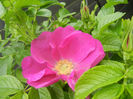 Rosa rugosa (2014, April 25)