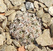 mammillaria hernandezii