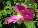 Rosa rugosa (2014, April 26)