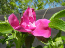 Rosa rugosa (2014, April 26)