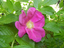 Rosa rugosa (2014, April 26)