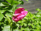 Rosa rugosa (2014, April 26)