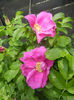 Rosa rugosa (2014, April 27)