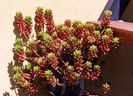 Sedum rubrotinctum