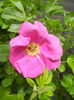 Rosa rugosa (2014, April 27)
