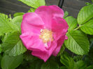 Rosa rugosa (2014, April 27)