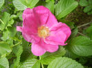 Rosa rugosa (2014, April 27)