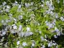 Myosotis alpestris (2014, April 24)