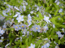 Myosotis alpestris (2014, April 24)