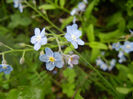 Myosotis alpestris (2014, April 24)