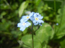 Myosotis alpestris (2014, April 27)