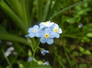 Myosotis alpestris (2014, April 27)
