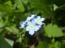 Myosotis alpestris (2014, April 27)