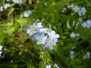 Myosotis alpestris (2014, April 27)