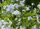 Myosotis alpestris (2014, April 27)
