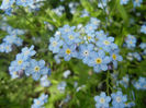 Myosotis alpestris (2014, April 27)