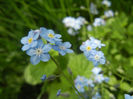 Myosotis alpestris (2014, April 27)