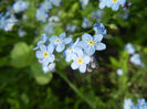 Myosotis alpestris (2014, April 27)