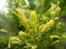 Taxus baccata (2014, April 24)