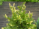 Taxus baccata (2014, April 24)