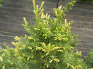 Taxus baccata (2014, April 27)