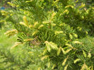 Taxus baccata (2014, April 27)