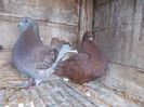180 RON CU TRANSP .INCLUS