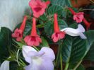 DSC08038
