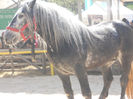 DSCN4455