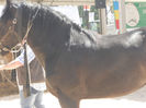 DSCN4461
