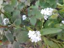 myosotis alb