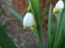 Leucojum aestivum (2014, March 29)