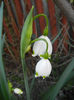 Leucojum aestivum (2014, March 29)