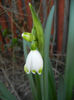 Leucojum aestivum (2014, March 29)