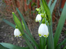 Leucojum aestivum (2014, March 29)