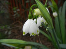 Leucojum aestivum (2014, April 01)