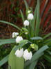 Leucojum aestivum (2014, April 01)