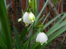 Leucojum aestivum (2014, April 01)