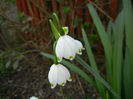 Leucojum aestivum (2014, April 01)