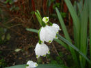 Leucojum aestivum (2014, April 01)