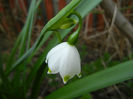 Leucojum aestivum (2014, April 01)