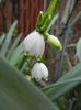 Leucojum aestivum (2014, April 01)