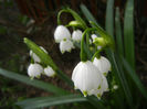 Leucojum aestivum (2014, April 03)